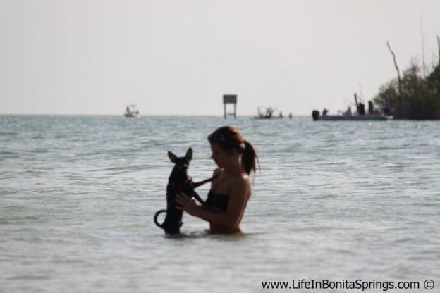 Dog_beach_bonita_springs_11