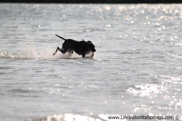 Dog_beach_bonita_springs_2