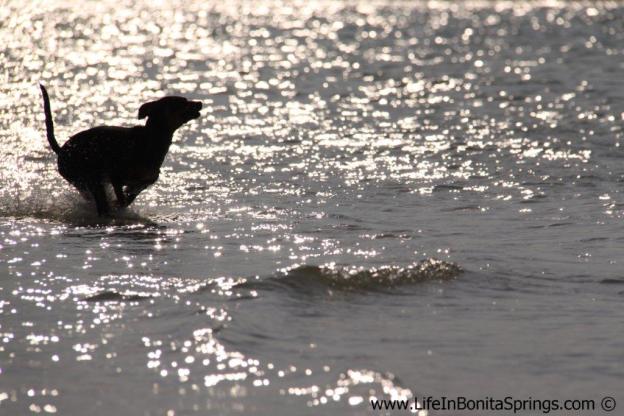 Dog_beach_bonita_springs_6